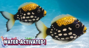 Rainbow Reef Trigger Fish