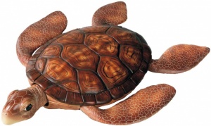 Rainbow Reef Turtle