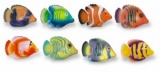 Rainbow Reef Guppies x 1