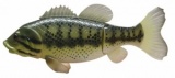 Rainbow Reef Large Mouth Bass